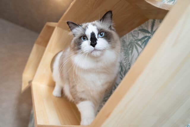 楽しい猫アスレチック