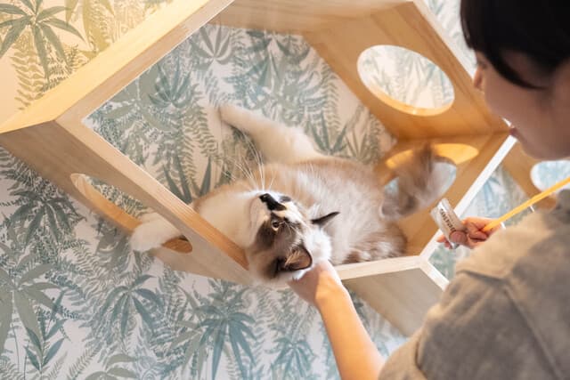 ねこ好きのスタッフがこまめに様子をチェック