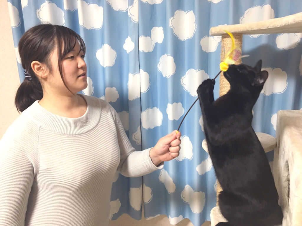 ねこべや横浜保土ヶ谷店シッター