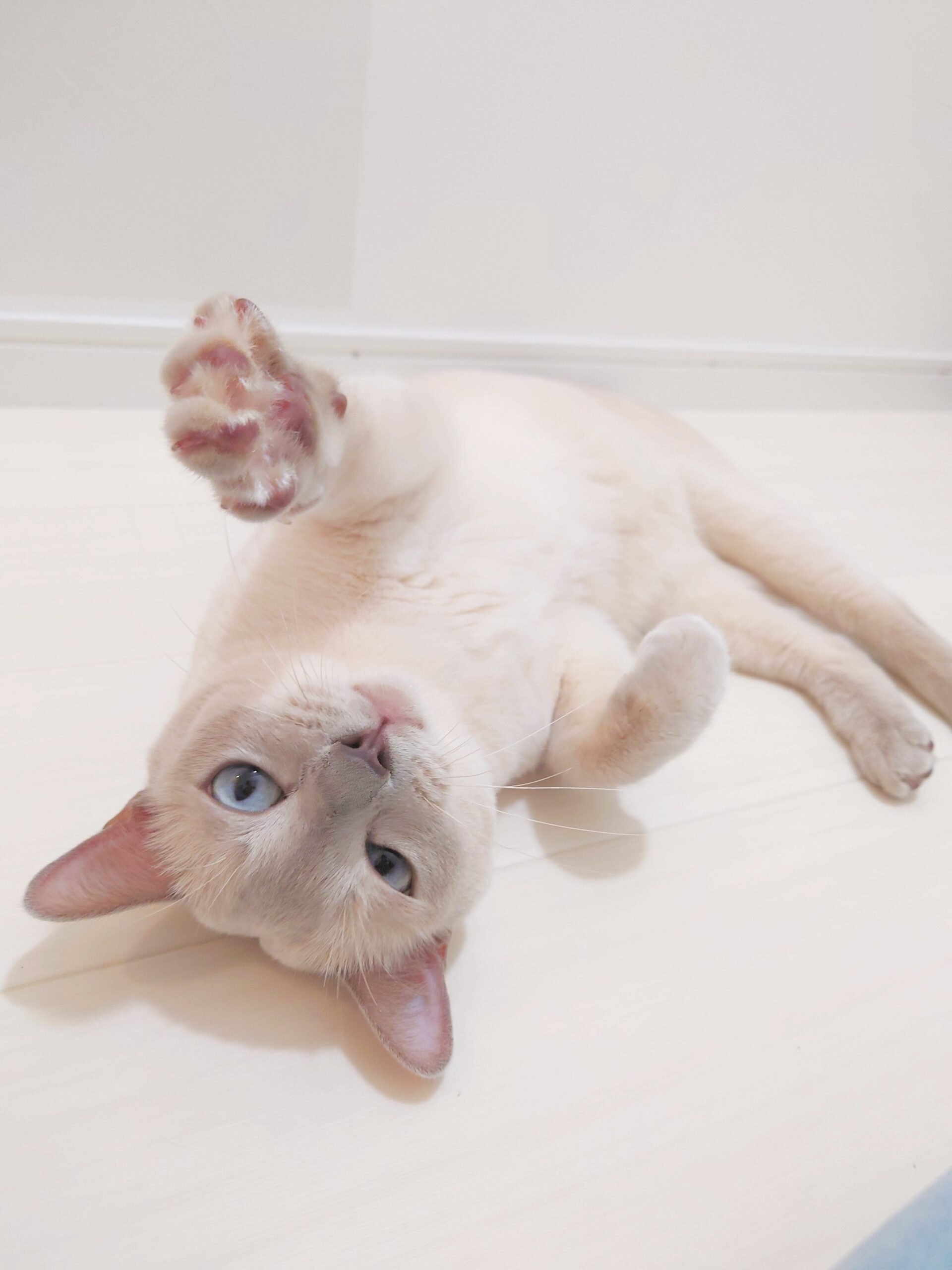 猫の毛玉・汚れは放置厳禁！トリミングの重要性と対策まとめ - ねこべ