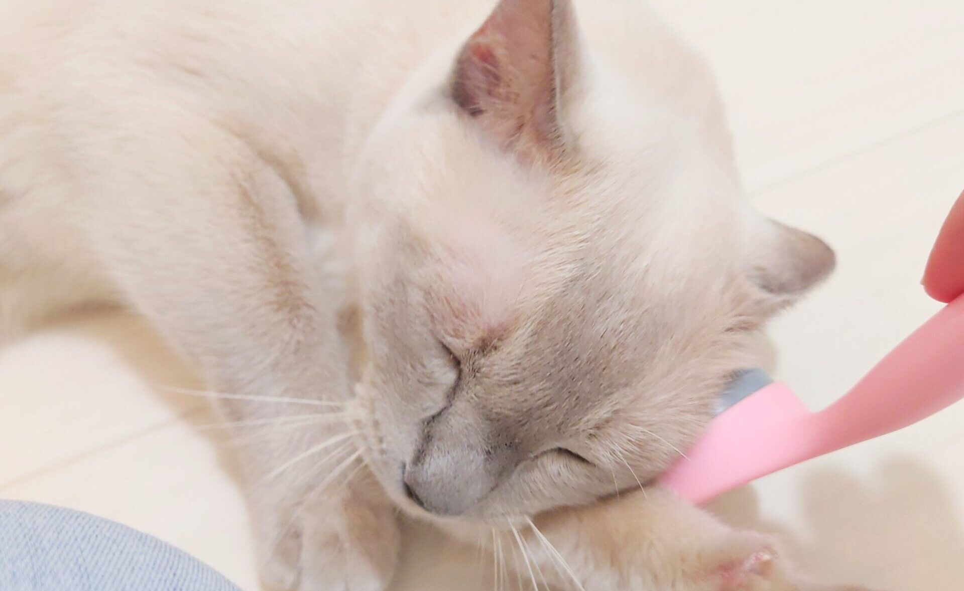 猫の毛玉・汚れは放置厳禁！トリミングの重要性と対策まとめ - ねこべ