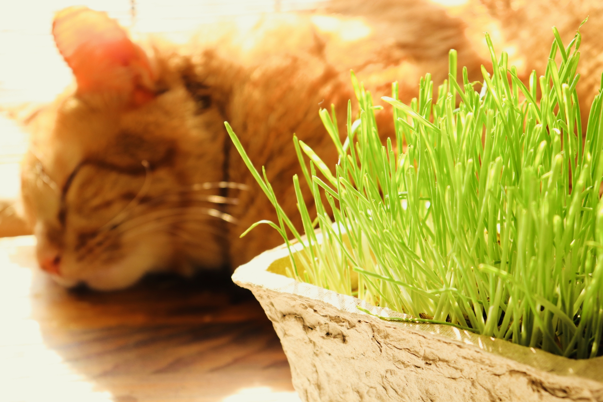猫草とは？あげたほうがいい？実は“猫によって違う”その理由 - ねこべ