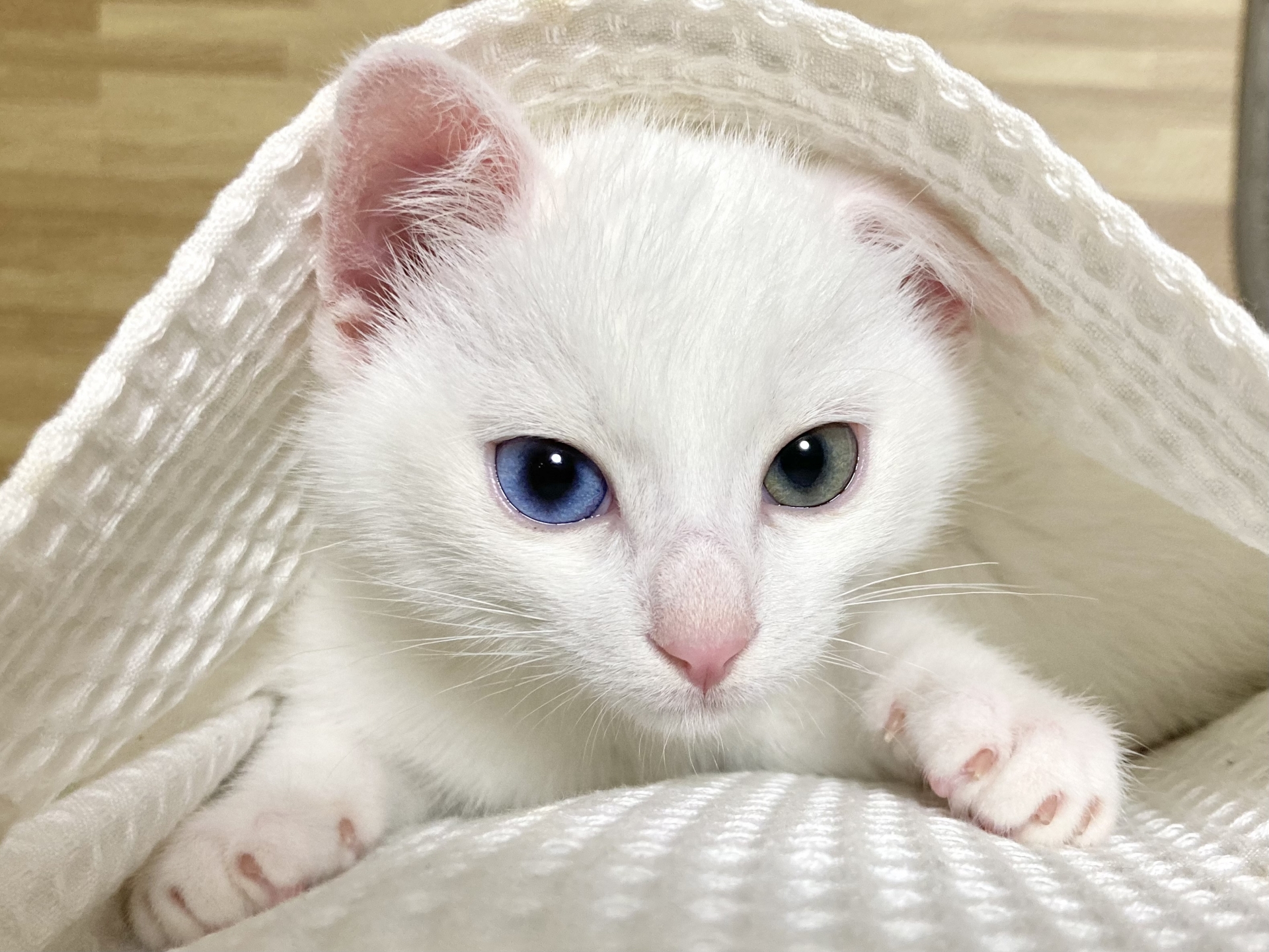 白 猫 オッドアイ