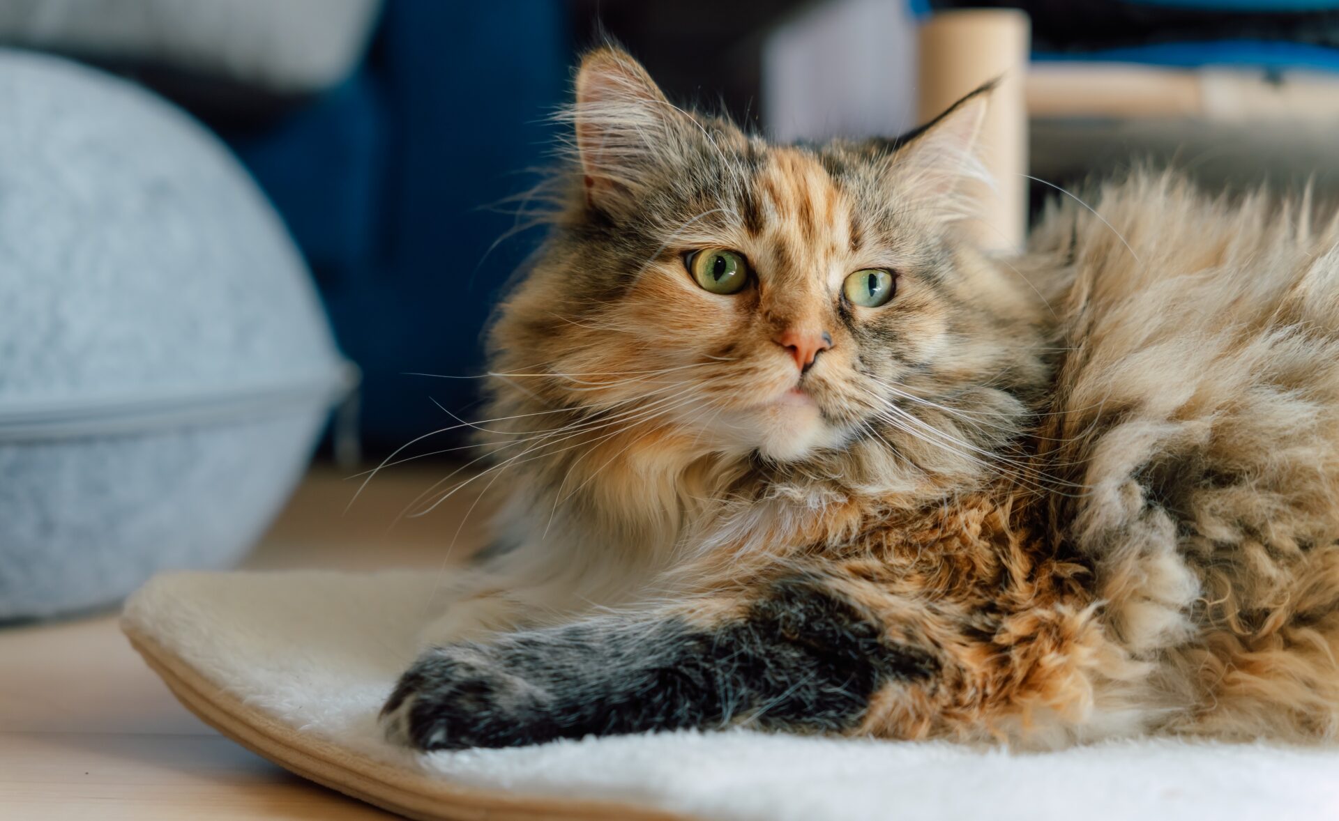 大きくて心優しい！猫のプロが教えるメインクーンと暮らす前に知って