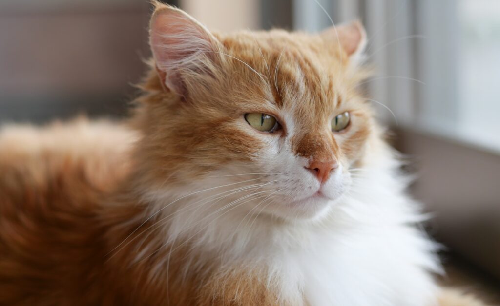 大きくて心優しい！猫のプロが教えるメインクーンと暮らす前に知っておきたいこと - ねこべやブログ
