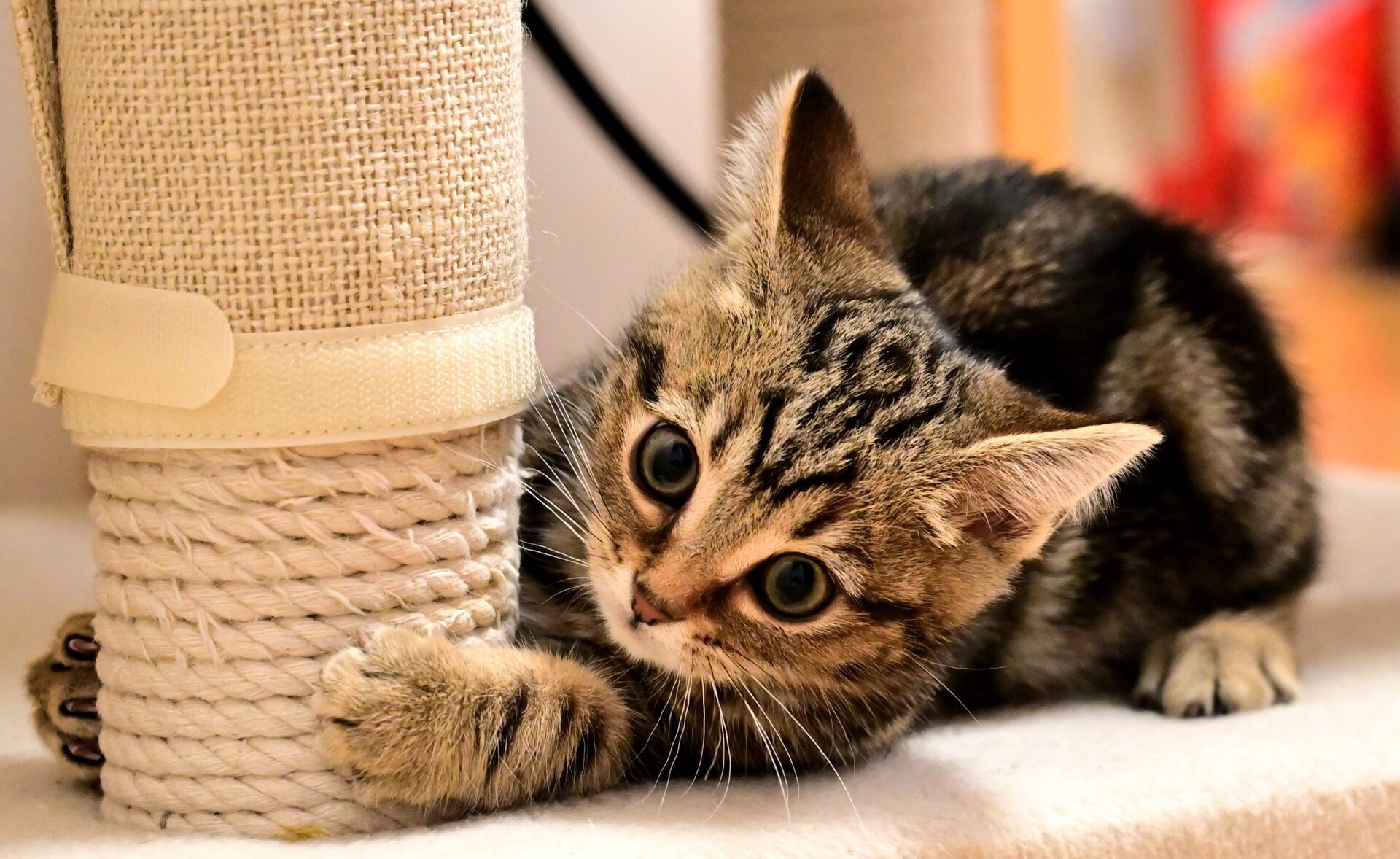 遊び好きでフレンドリー！猫のプロが教えるアメリカンショートヘアの