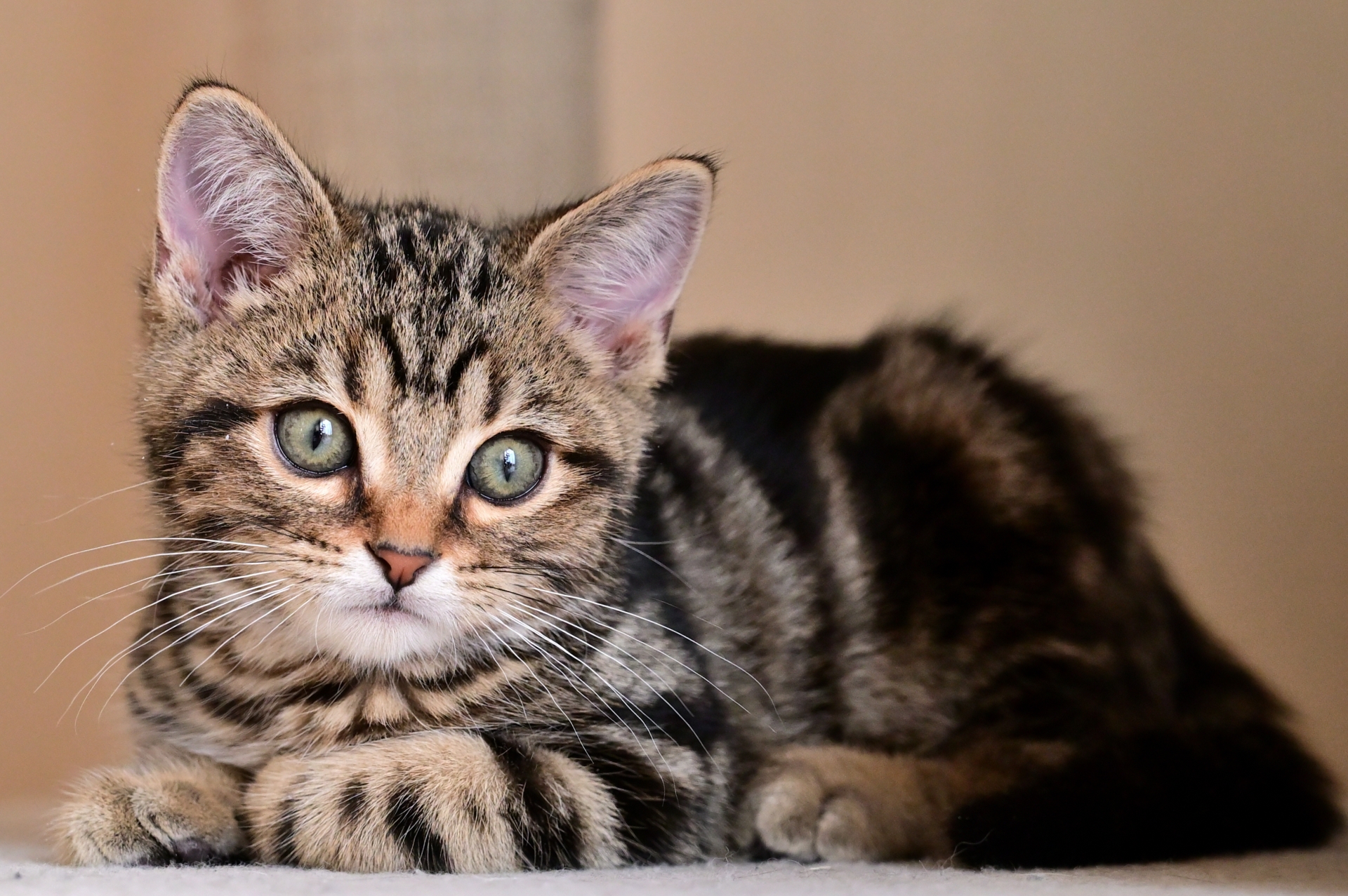 遊び好きでフレンドリー！猫のプロが教えるアメリカンショートヘアの