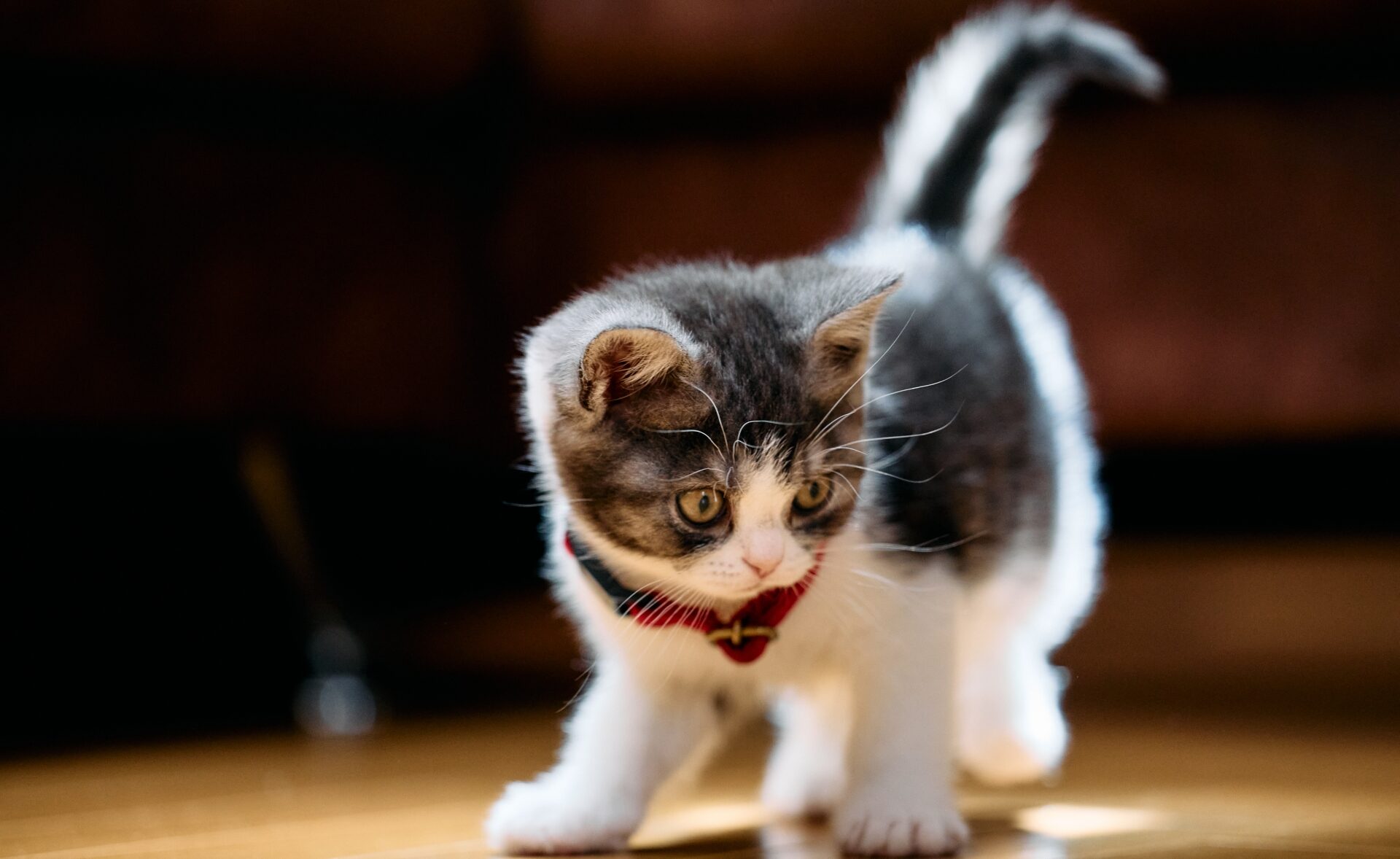 猫好きなら共感必至！「わかる！」が止まらない猫あるある10選 - ねこ