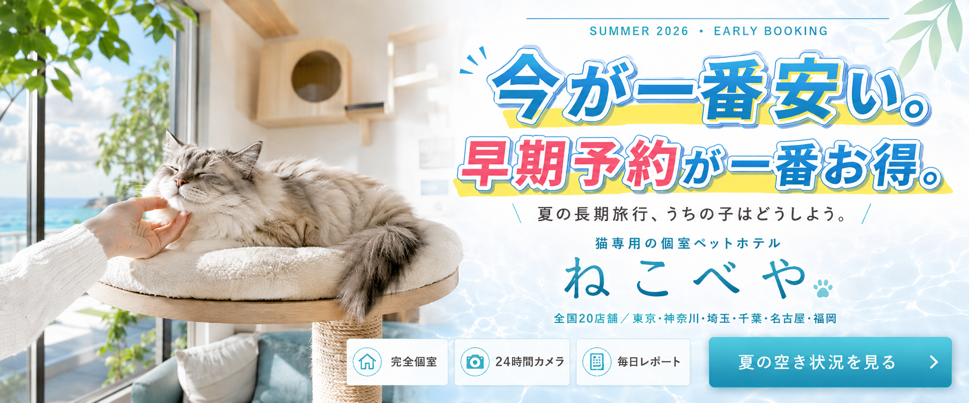 オッドアイの猫ってどんな子?性格や飼い方、特徴をやさしく解説 - ねこべやブログ