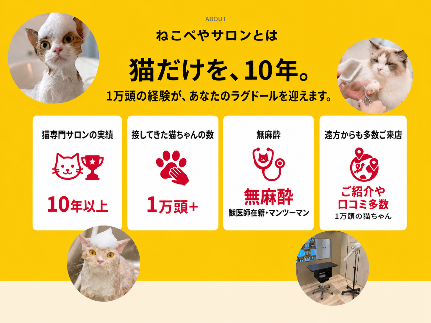 ねこべやサロンとは。猫だけを10年、1万頭の経験