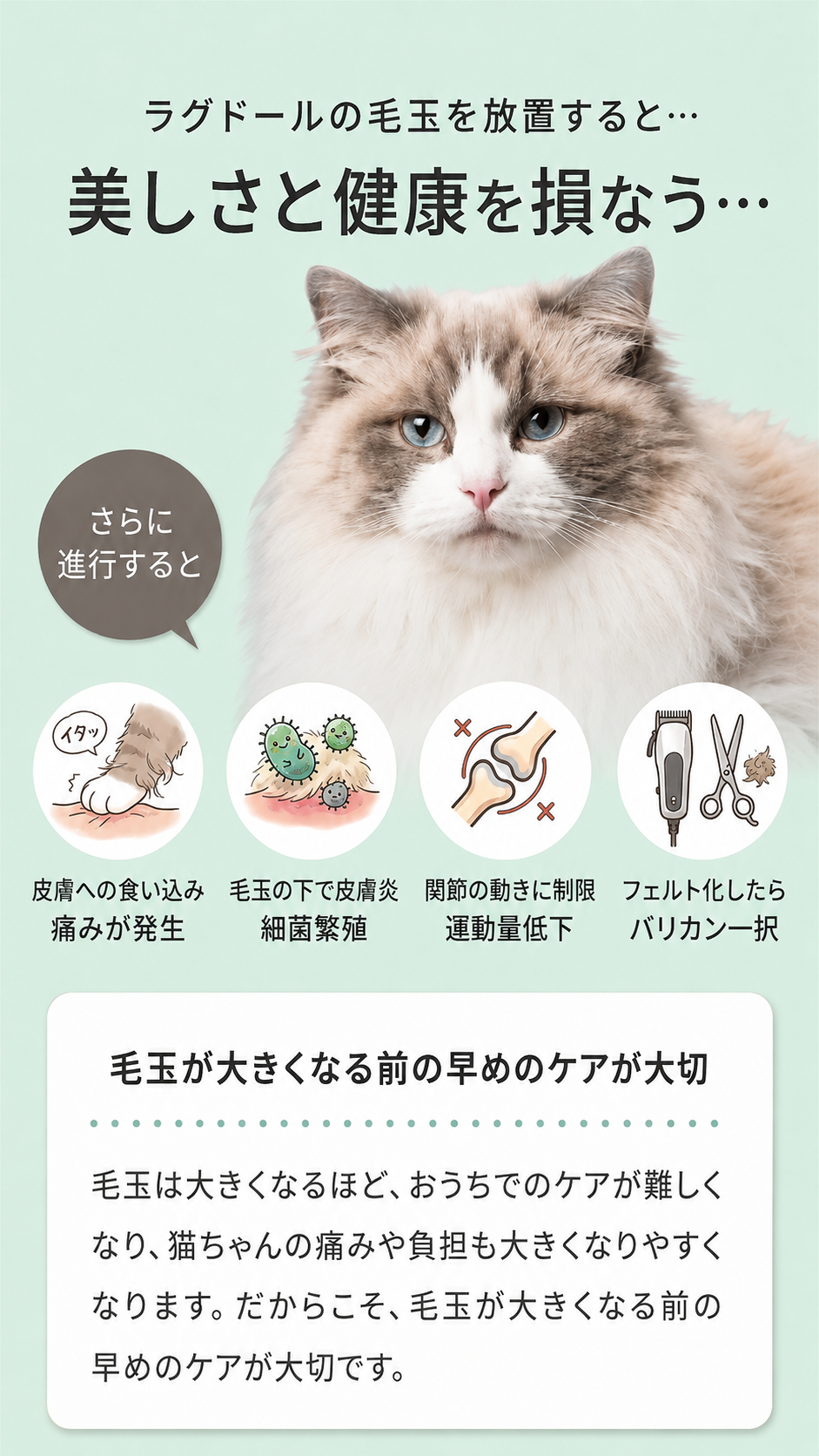 ラグドールの毛玉を放置すると…美しさと健康を損なう